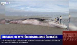 Une nouvelle baleine s'échoue en Bretagne, la deuxième en huit jours