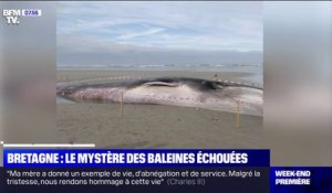 Le mystère des baleines échouées en Bretagne