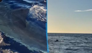 Ils tombent nez à nez avec un requin blanc de 5 mètres au large de la Camargue