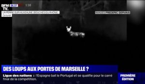 Des loups suspectés d'avoir décimé un troupeau de chèvres aux portes de Marseille