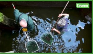 Chômage de la Meuse : sauvetage des poissons à l'écluse de Waulsort