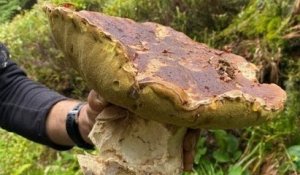 Vosges : une promeneuse trouve un cèpe de... 3 kg !