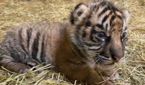 Naissance d'un bébé tigre au zoo d'Amiens, une bonne nouvelle pour cette espèce en danger critique d'extinction