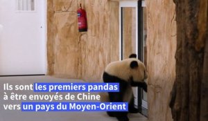 Le Qatar accueille deux pandas, les premiers au Moyen-Orient, à quelques semaines du Mondial