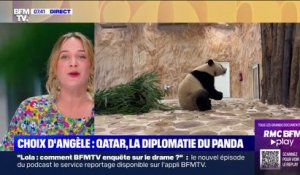 Le choix d'Angèle: la diplomatie du panda entre la Chine et le Qatar