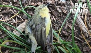 A New-York, des milliers d’oiseaux meurent dans les rues
