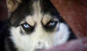 Un rarissime cas de rage canine détecté chez un chien qui a mordu plusieurs personnes, en Île-de-France