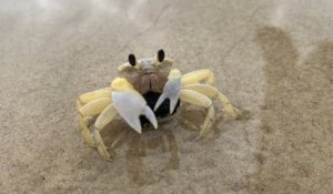 Un crabe pince sa fille, il l'attrape puis le mange vivant avant de tomber gravement malade