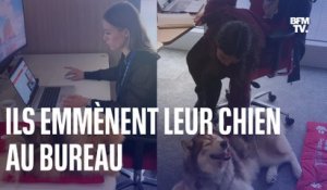 Dans cette entreprise, les salariés peuvent emmener leur chien au bureau