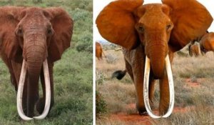 Kenya : Dida, la plus grande éléphante à défenses du pays, est morte de vieillesse