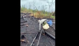 Voilà comment on replante une forêt après un incendie