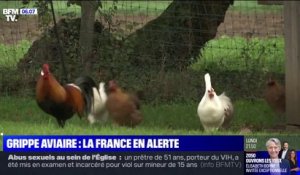 Grippe aviaire: la France en alerte, les volailles confinées
