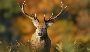 Plus de 45 000 personnes ont signé une pétition en ligne dénonçant la mise à mort d'un cerf par les chasseurs dans l'Oise