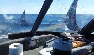 Quand un requin se jette dans le bateau des pêcheurs