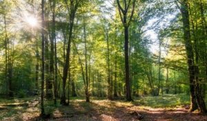 Une forêt cinéraire va être créée en Alsace, pour permettre aux défunts de reposer en pleine nature