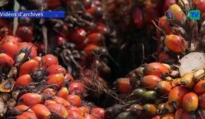 [#Reportage] #Gabon: la production d’huile de palme en hausse de 27,7%