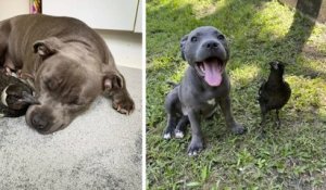 Australie : une chienne et son chiot adoptent un bébé pie et deviennent les meilleurs amis du monde