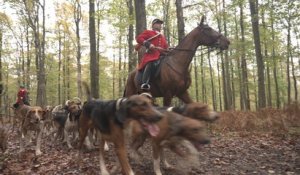 Forêt de Rambouillet : chasse à courre, à cor et à cris