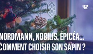 Comment choisir son sapin de Noël naturel?