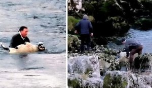 Angleterre : un homme héroïque sauve un mouton qui était en train de se noyer dans une rivière glaciale