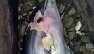 Un dauphin retrouvé mort ce mercredi à Fos sur Mer