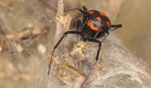 L'araignée la plus dangereuse d'Europe aperçue en Gironde pour la première fois depuis deux siècles