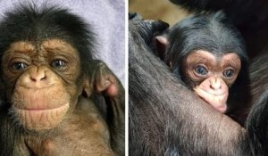 Le bébé chimpanzé, qui a fait fondre le cœur des internautes lors des retrouvailles avec sa maman, est décédé