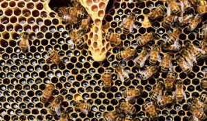 GEOvox : Dorothée Singer, apicultrice en Moselle