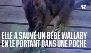 Une comptable du zoo d'Upie a sauvé un bébé wallaby en le portant dans sa poche
