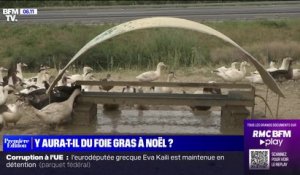 Face à l'épidémie de grippe aviaire, y aura-t-il du foie gras à Noël?