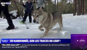 Une randonnée pour casser les idées reçues sur le loup