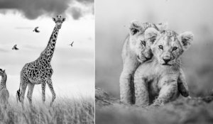 Kenya : les clichés de ce concours photo dédié aux animaux du Maasai Mara sont à couper le souffle