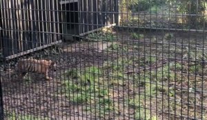 Le bébé tigre du zoo d'Amiens joue avec sa mère