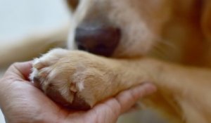 Cette chienne atteinte d'une tumeur inopérable a fini ses jours aux côtés d'une famille aimante