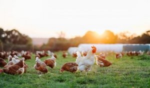 Cette association lance une opération de sauvetage pour faire adopter 10 000 poules pondeuses destinées à l'abattoir