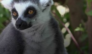Madagascar : une étude met en garde contre une "vague d'extinction" imminente