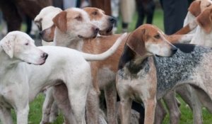 Sarthe : lors d'une chasse à courre, une meute de chiens pénètre dans un jardin privé et tue une chienne