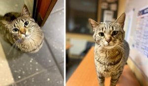 Le commissariat d'Albi a recueilli et adopté une adorable petite chatte