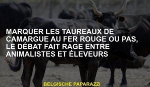 Marquez les taureaux de Camargue avec un fer rouge ou non, le débat fait rage entre animaux et éleve