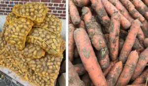 Oise : les supermarchés refusent ses légumes bio, cet agriculteur les vend 1 euro le kilo pour éviter le gaspillage