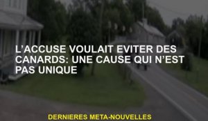 L'accusé voulait éviter les canards: une cause qui n'est pas unique