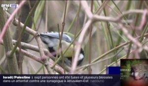 De moins en moins d'oiseaux dans nos jardins, la Ligue de protection des oiseaux tire la sonnette d'alarme