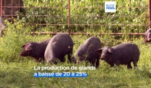 Espagne : quand le réchauffement climatique affecte le jambon ibérique
