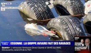 La grippe aviaire décime les oiseaux des lacs de l'Essonne