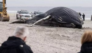 États-Unis : une baleine à bosse a été retrouvée échouée sur une plage de New York
