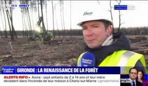 La renaissance des forêts en Gironde après les incendies de l'été dernier