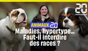 Faut-il interdire l’élevage des Cavalier King Charles ou du bouledogue français ? #Animaux20