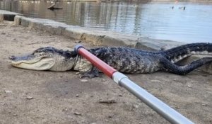 New York : un alligator a été découvert dans un parc de Brooklyn