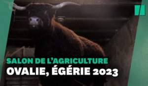 Au Salon de l’Agriculture 2023, Ovalie est la vache star