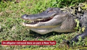 Un alligator retrouvé dans un parc à New York !